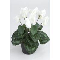 Cyklamen 20 cm. Hvid